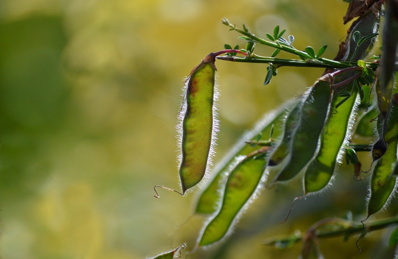 How to Practice Seed Saving in an Eco-Friendly Way?